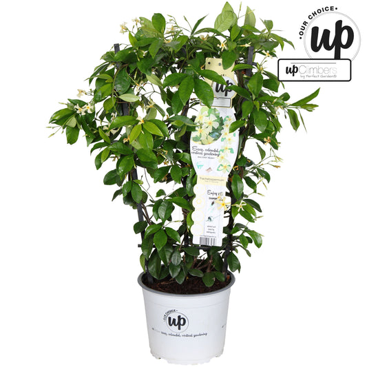 Trachelospermum Star of Toscana / 3ltr 70-cm-Easy Garden Centre