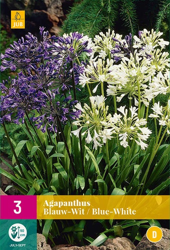 3 Agapanthus Blue - White