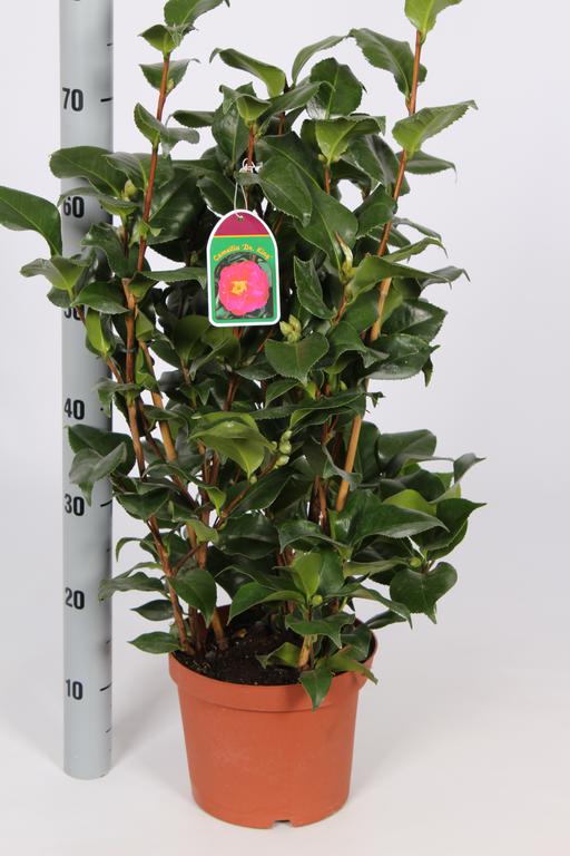 Camellia japonica in varieties / P21 (4 Ltr) / 60/70-BUSH-Easy Garden Centre
