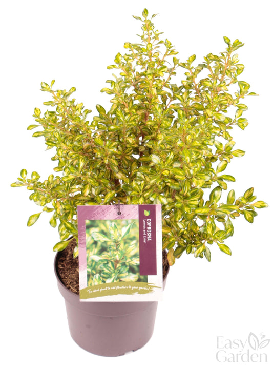 50% Coprosma Lemon and Lime-Easy Garden Centre