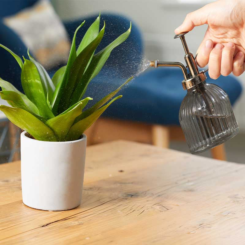 Plant Mister - 250ml-Easy Garden Centre