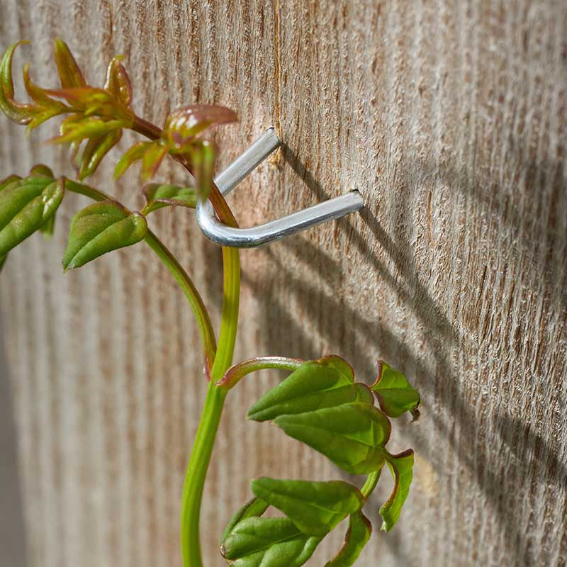 25mm Galvanised Staples 100pk-Easy Garden Centre