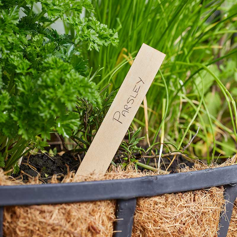 15cm Wooden Plant Labels 40pk FSC1-Easy Garden Centre