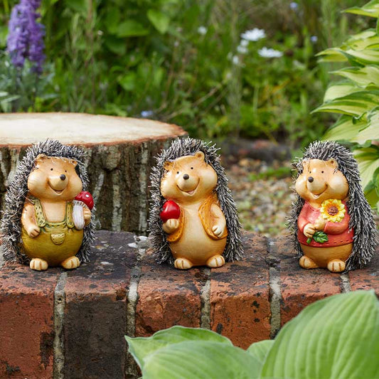 Baby Hoglet Mixed Case-Easy Garden Centre