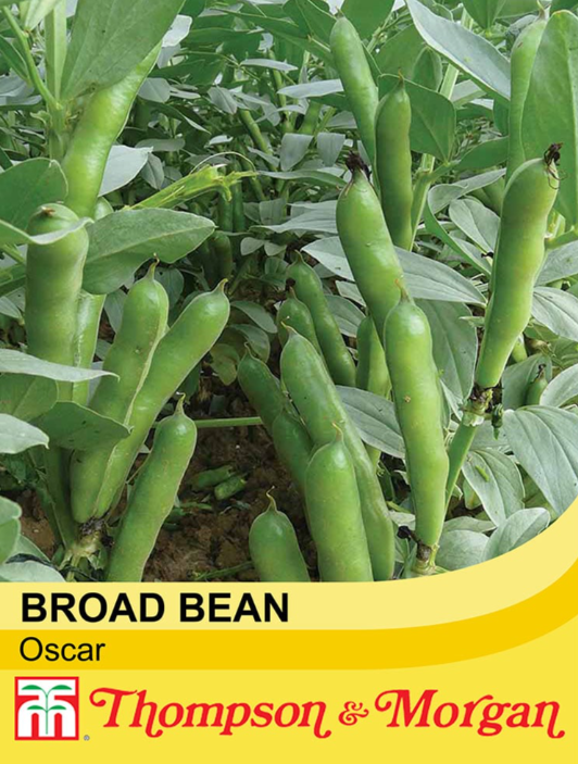 Broad Bean Oscar-Easy Garden Centre
