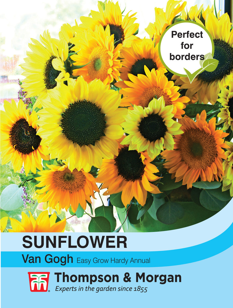 Sunflower Van Gogh-Easy Garden Centre