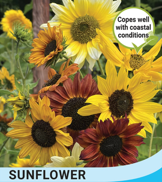 Sunflower Beaches Mix Bulk-Easy Garden Centre