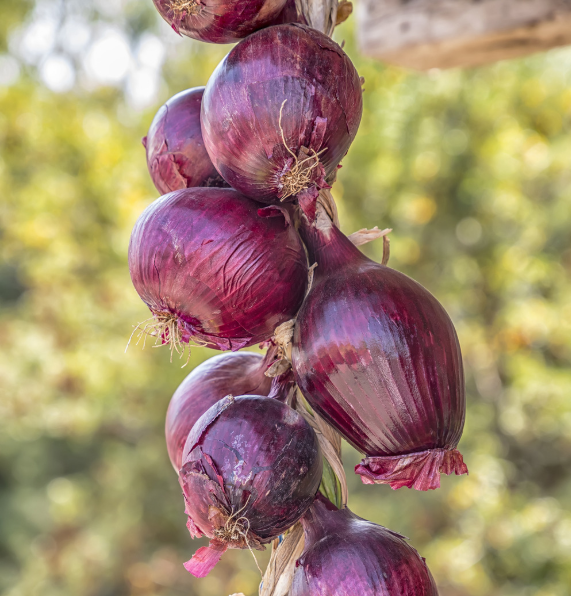 Onion Redrover F1-Easy Garden Centre