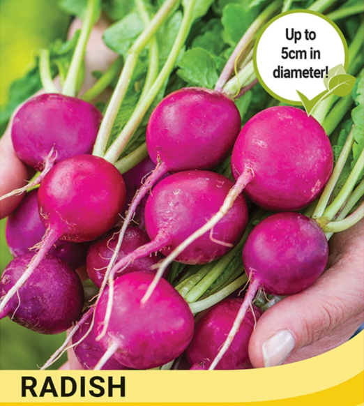 Radish Royal Purple-Easy Garden Centre