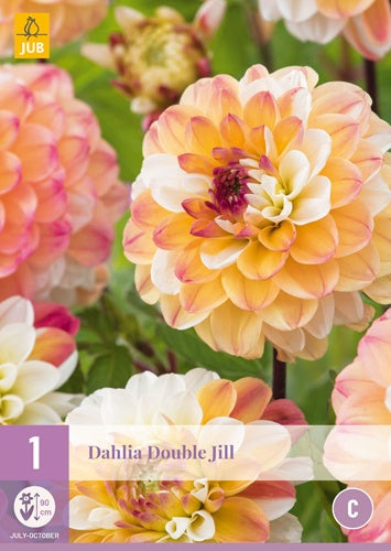 1 Dahlia Double Jill