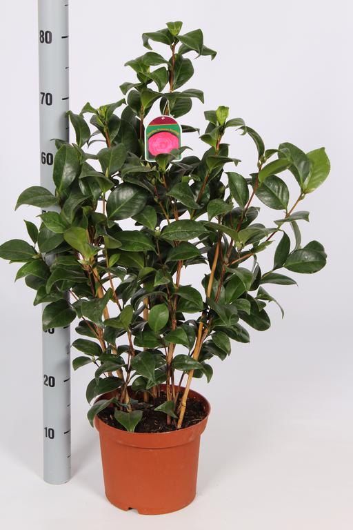Camellia japonica in varieties / P21 (4 Ltr) / 60/70-BUSH-Easy Garden Centre