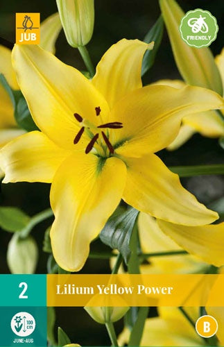 2 Lilium Yellow Power