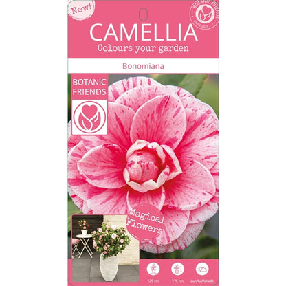 Camellia jap. 'Bonomiana' / 3Ltr Premier-Easy Garden Centre