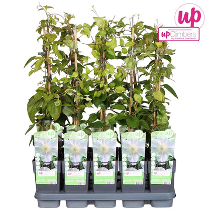 Clematis Mme Le Coultre (Large-flowered Clematis, white flowers) / 2ltr, 65cm-Easy Garden Centre