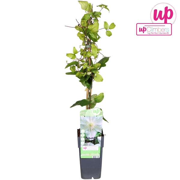 Clematis Mme Le Coultre (Large-flowered Clematis, white flowers) / 2ltr, 65cm-Easy Garden Centre