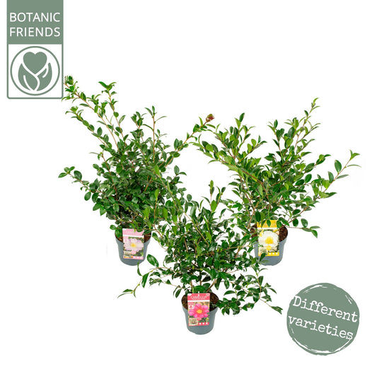 Camellia sasanqua mix / 1.5 Ltr pot-Easy Garden Centre