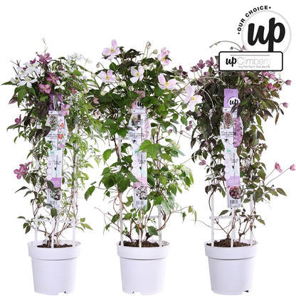 Clematis Montana mix / 5ltr , 75cm tall-Easy Garden Centre
