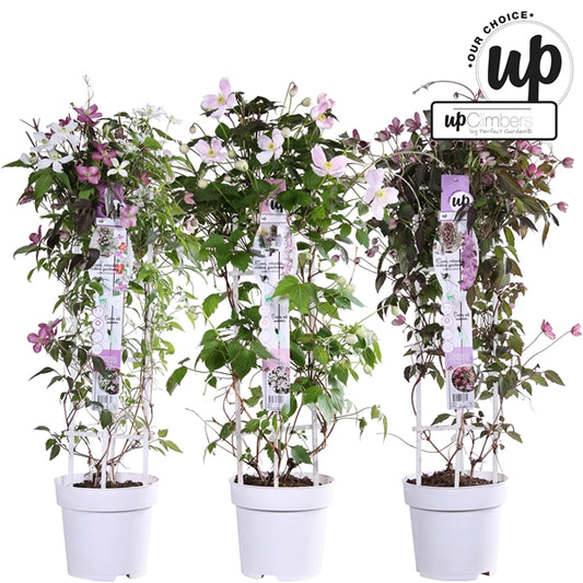 Clematis Montana mix / 5ltr , 75cm tall-Easy Garden Centre