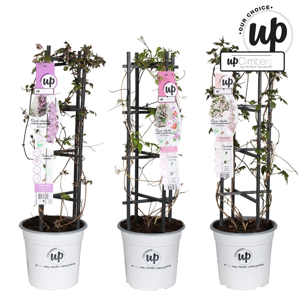 Clematis Montana mix / 5ltr , 75cm tall-Easy Garden Centre