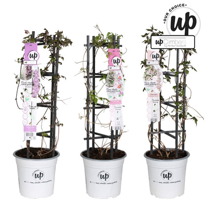 Clematis Montana mix / 5ltr , 75cm tall-Easy Garden Centre