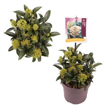 Skimmia j. 'Marlot' / 1,5L/P13cm