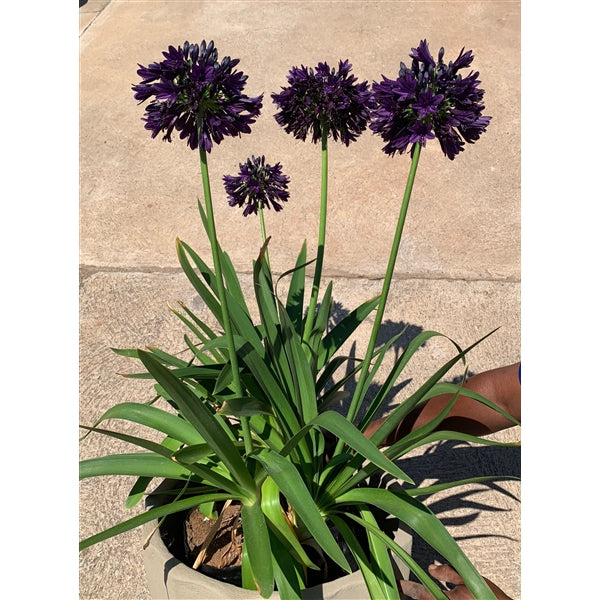Agapanthus Black Jack/ 5ltr 80cm-Easy Garden Centre