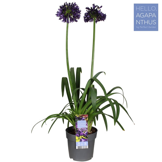 Agapanthus Black Jack/ 5ltr 80cm-Easy Garden Centre