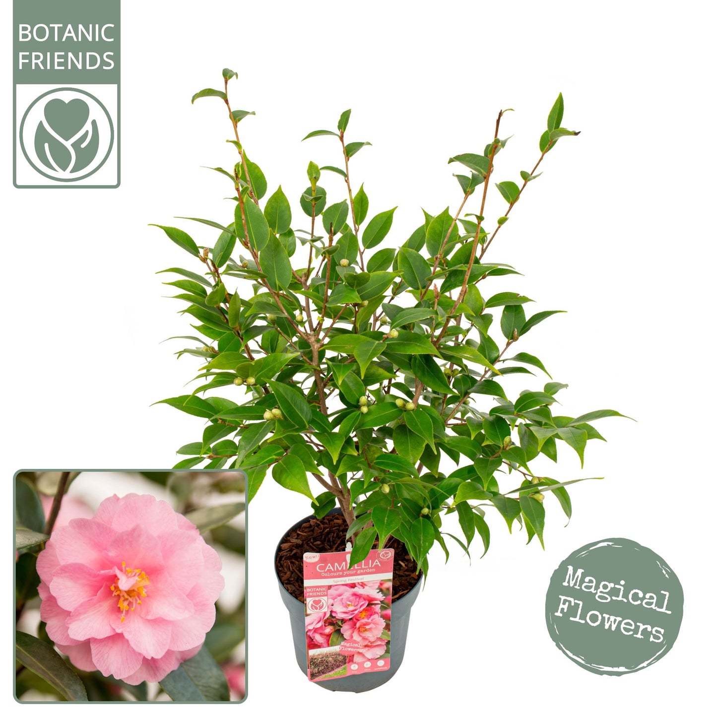 Camellia jap. 'Spring Festival' / 3Ltr Premier-Easy Garden Centre