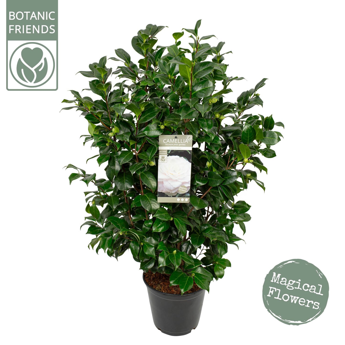 Camellia jap. 'Centifolia Alba' / 10Ltr-Easy Garden Centre