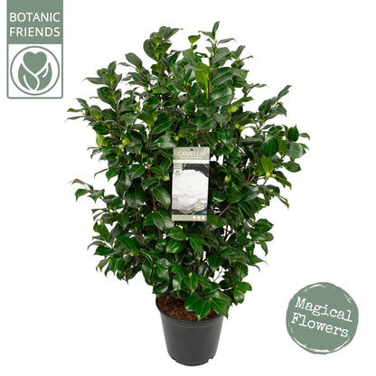 Camellia jap. 'Centifolia Alba' / 10Ltr-Easy Garden Centre
