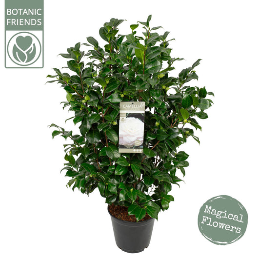 Camellia jap. 'Centifolia Alba' / 10Ltr-Easy Garden Centre
