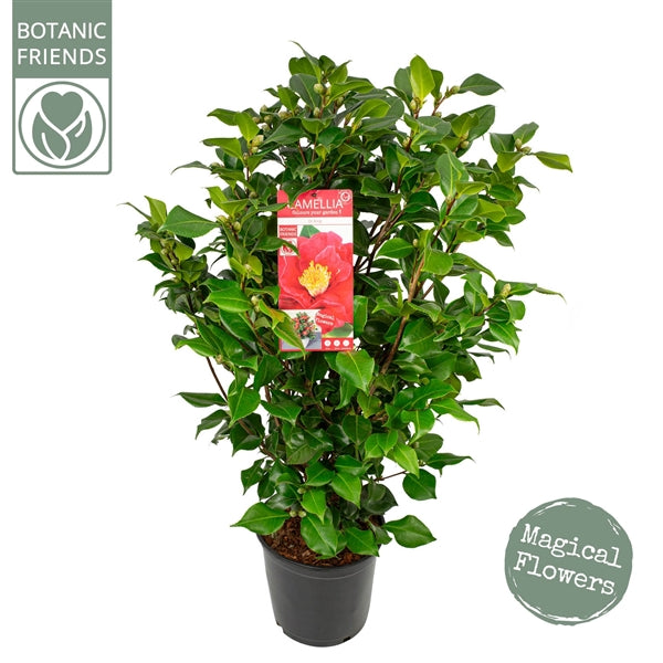 Camellia jap. 'Dr. King' / 10Ltr-Easy Garden Centre