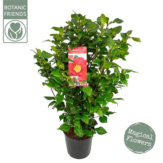 Camellia jap. 'Dr. King' / 10Ltr-Easy Garden Centre