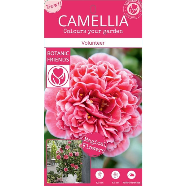Camellia jap. 'Volunteer'® (PBR) / 3Ltr Premier-Easy Garden Centre