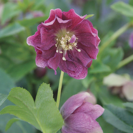 HELLEBORUS Annas Red / 2 Litre-Easy Garden Centre