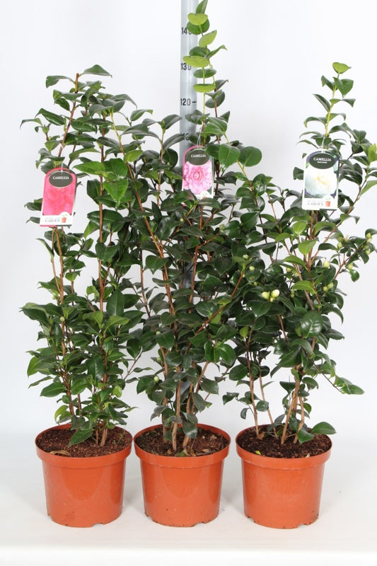 Camellia jap. mix / P29 (10 Ltr) / 80-100cm