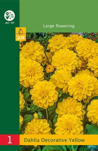 1 Dahlia Decorative Border Yellow