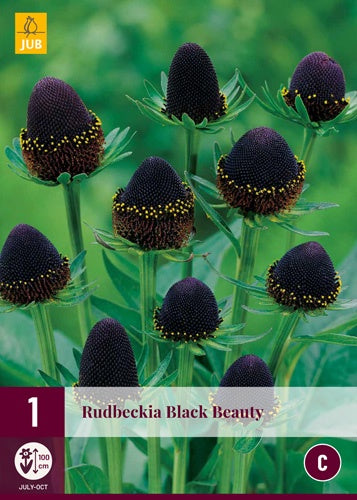 1 RUDBECKIA BLACK BEAUTY