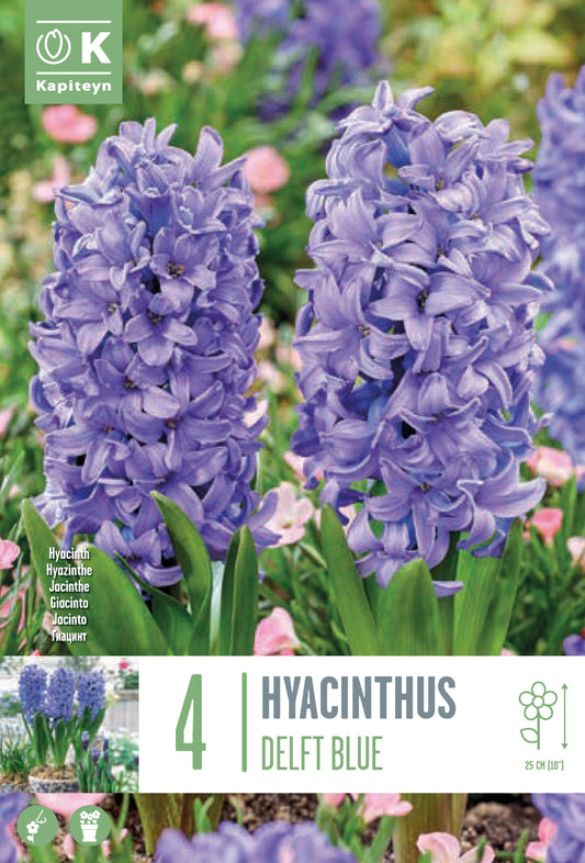 Hyacinth Delft Blue - Bulb Size 16/17 - X4 Bulbs