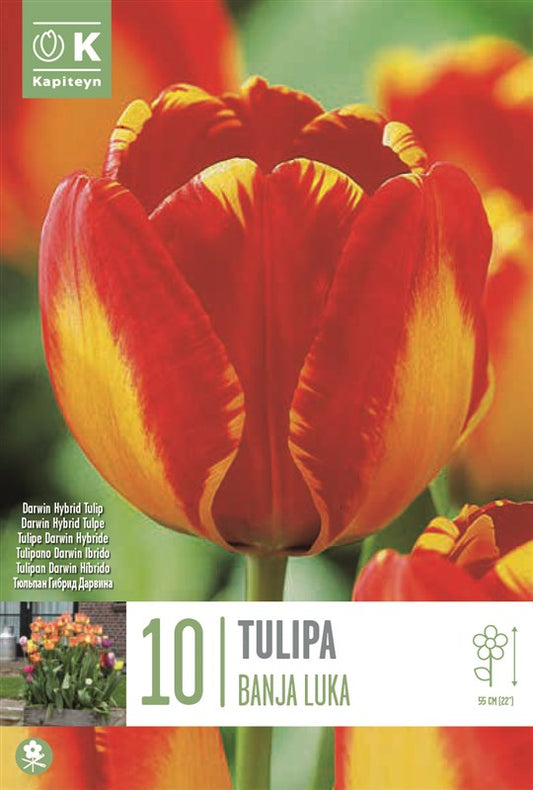 BAG TUL DHT BANJA LUKA X10 11/12
