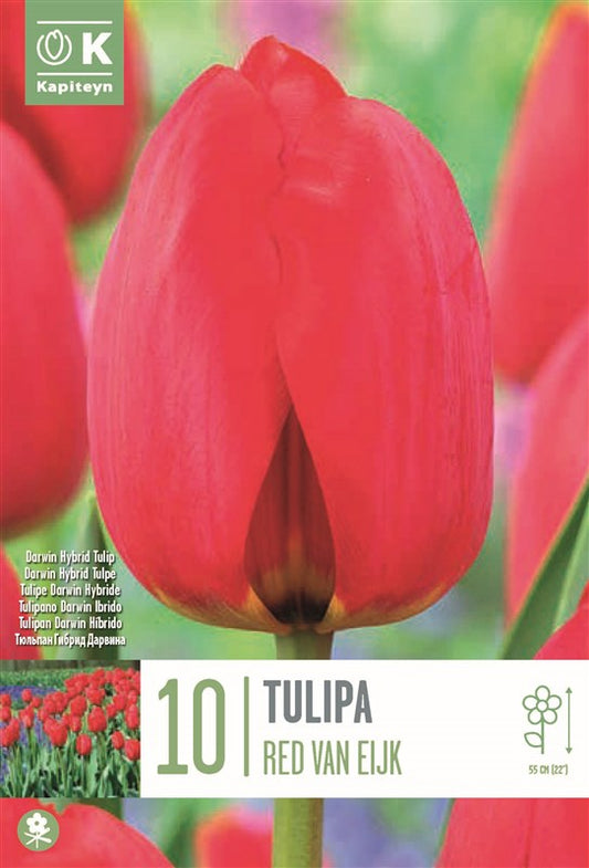 BAG TULIP RED VAN EIJK X10 11/12