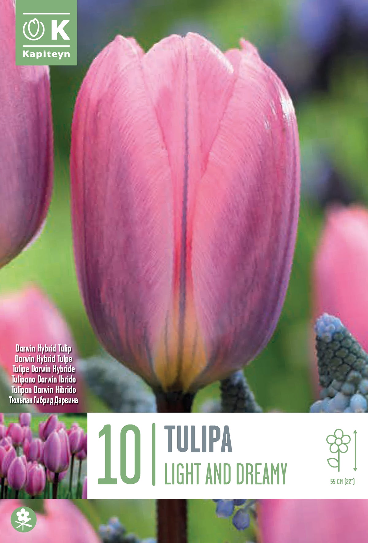 Tulip Light And Dreamy - Bulb Size 11/12 - X10 Bulbs