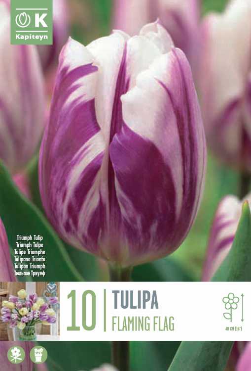 BAG TULIP TRIUMPH FLAMING FLAGX10 11/12