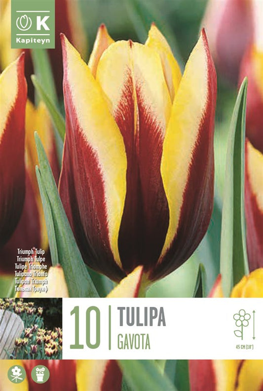 BAG TUL TT GAVOTA X10 11/12