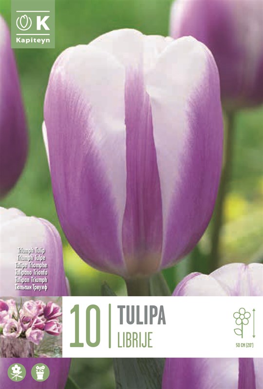 BAG TUL TRIUMPH LIBRIJE X10 11/12