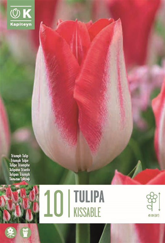 BAG TULIP KISSABLE X10 11/12