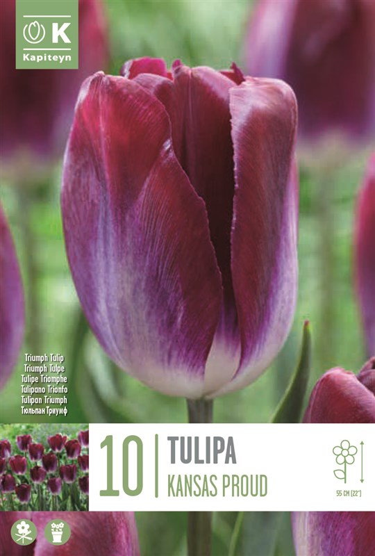 BAG TULIP KANSAS PROUD X10 11/12