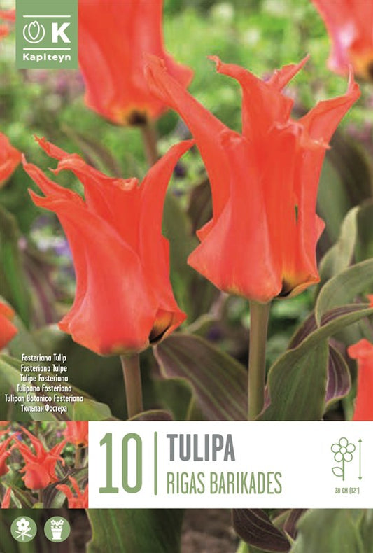 BAG TULIP RIGAS BARIKADAS X10 11/12