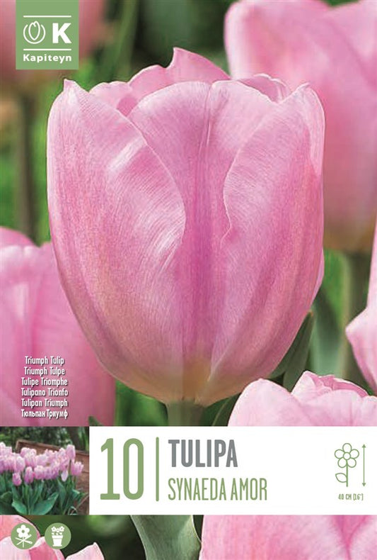BAG TUL TT SYNAEDA AMOR X10 11/12