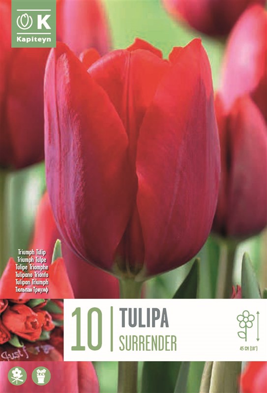 BAG TULIP SURRENDER X10 11/12